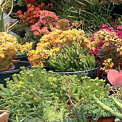 Succulent Plants for Sale